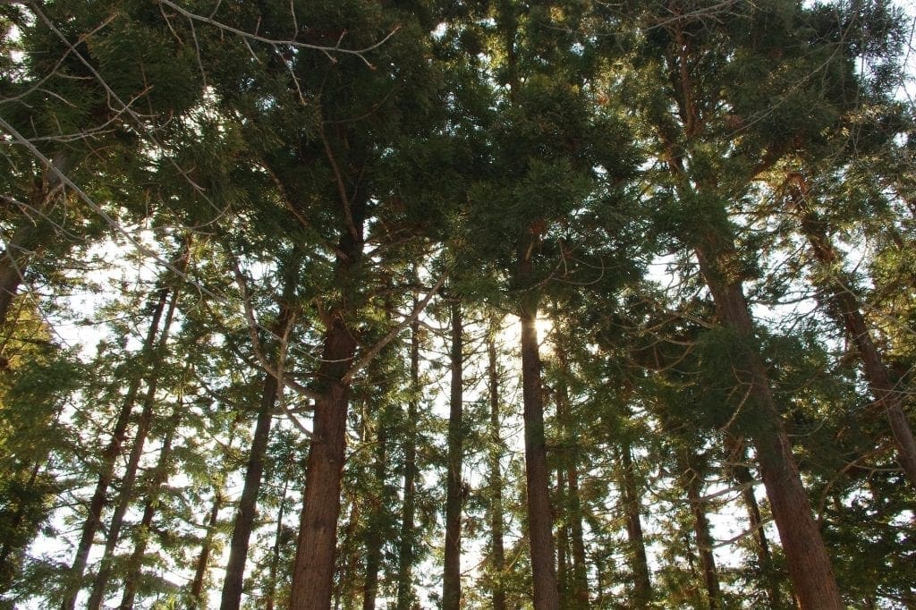 Japanese Trees