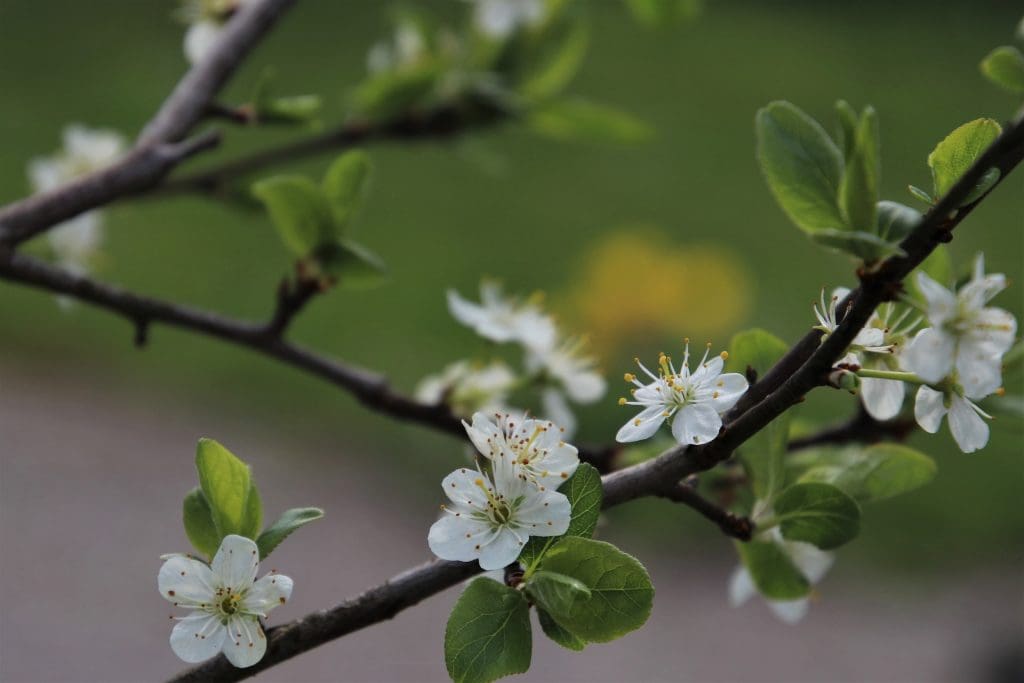 White flowers growing on a tree branch