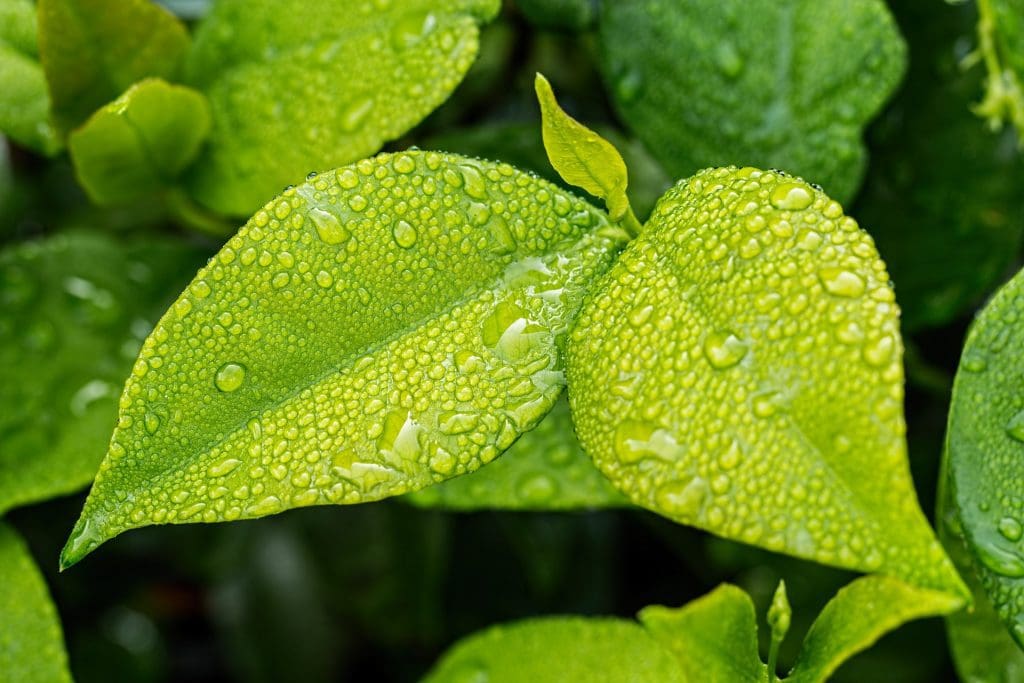 Green leaves from trees in spring