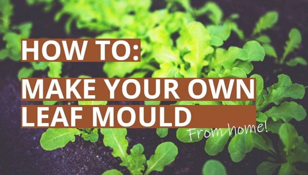 How to make leaf mould, green leaves, leafmold, how to guide
