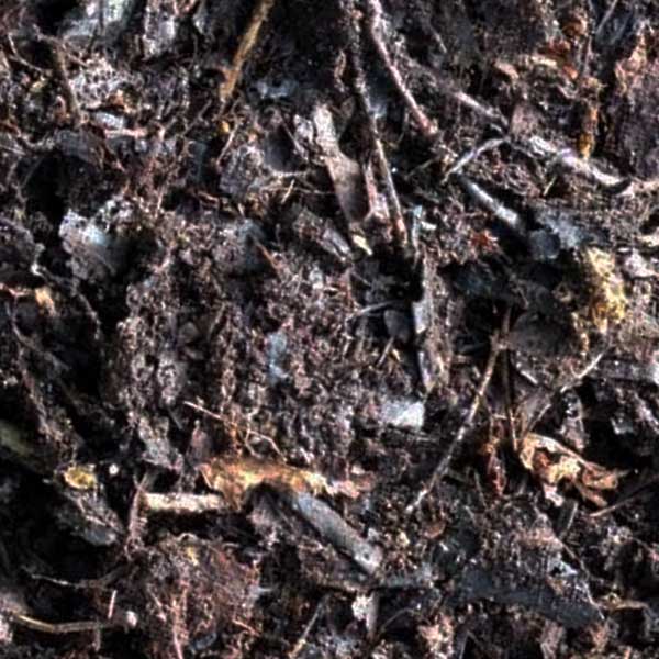 How to make leaf mould for your garden 2 Leaf mould