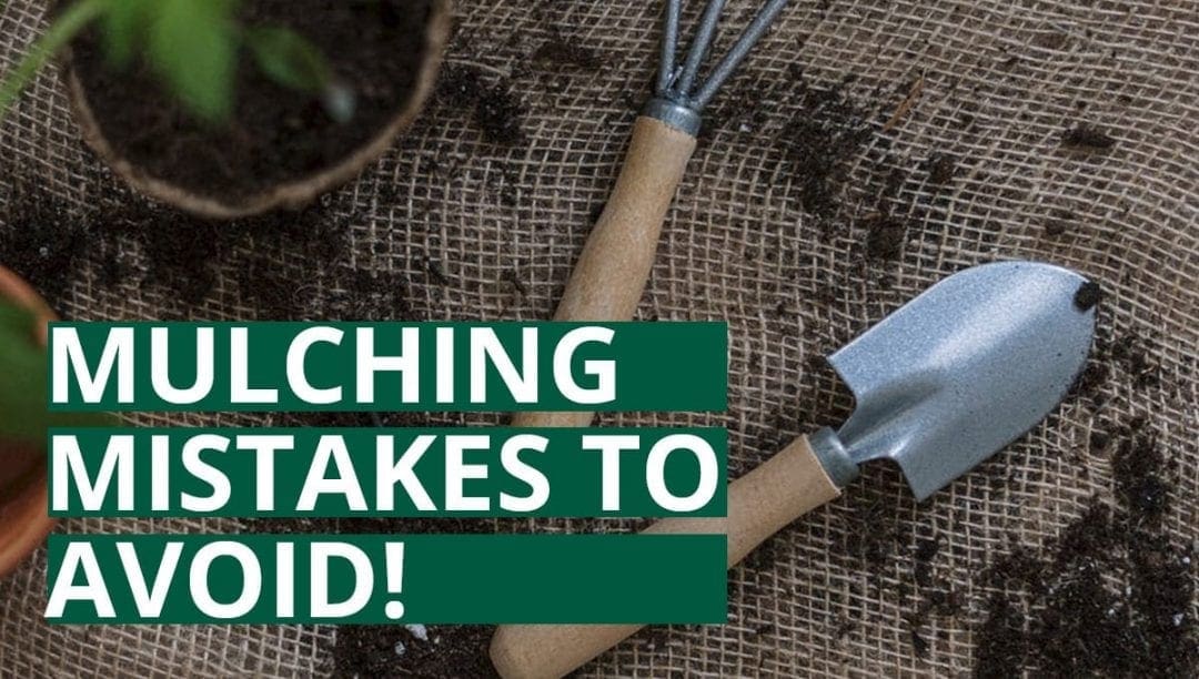 common mulching mistakes to avoid