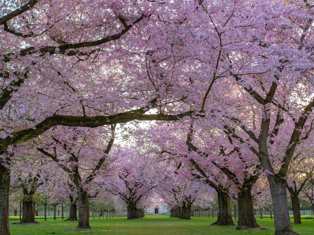 trees 4092265 1280