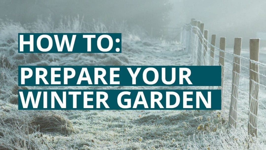 winter garden, snow, plants, cold