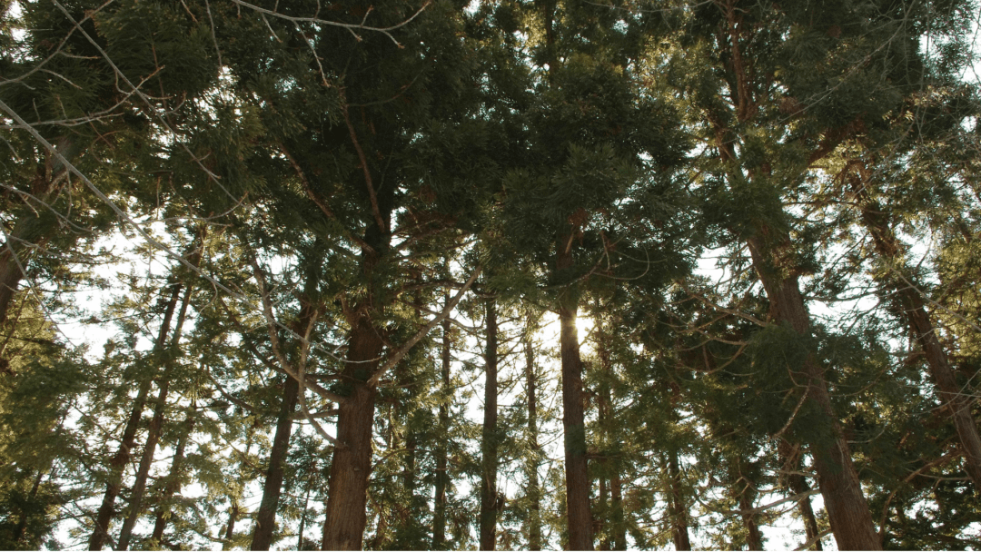 Japanese Tree
