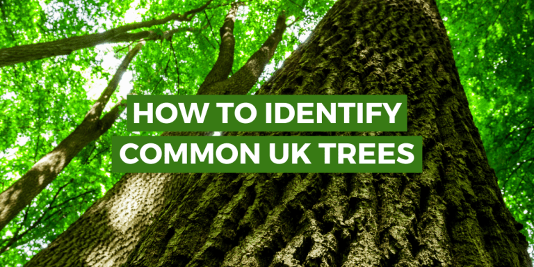 Identify trees