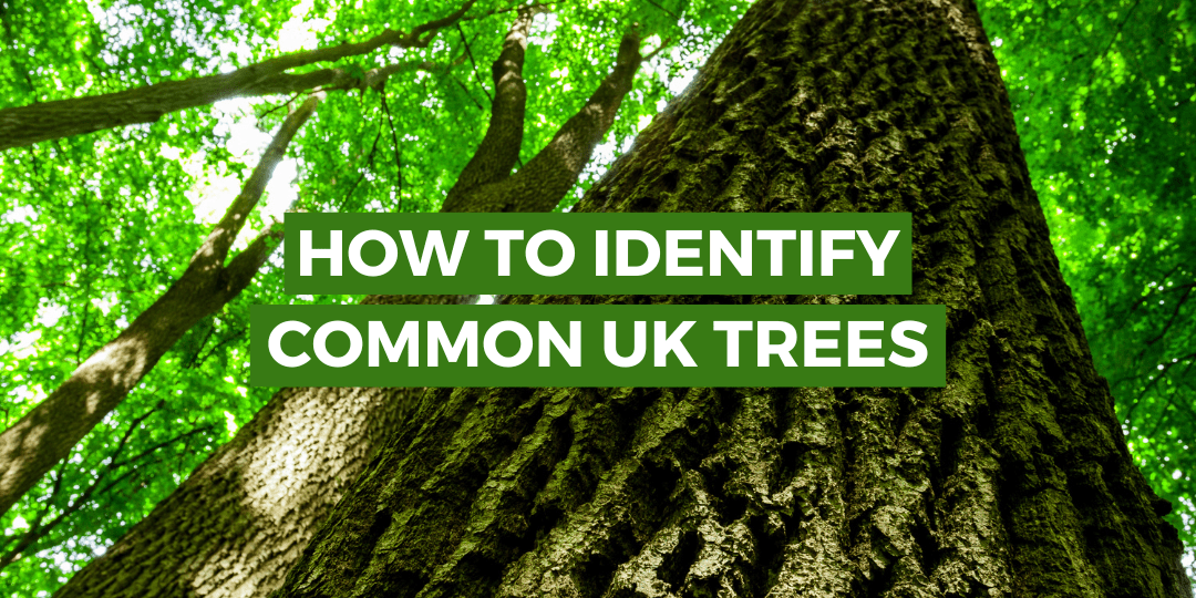 Identify trees
