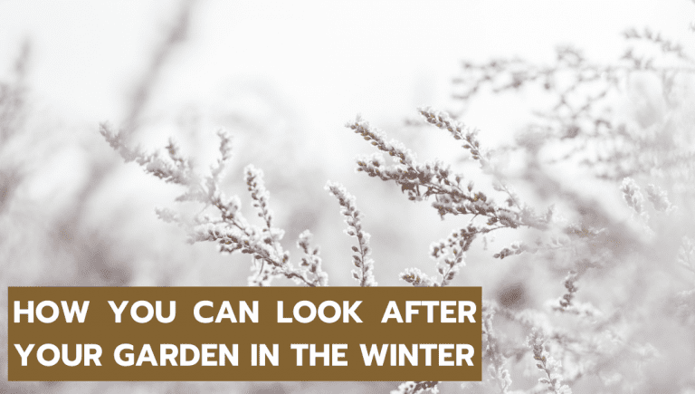WINTER GARDENING