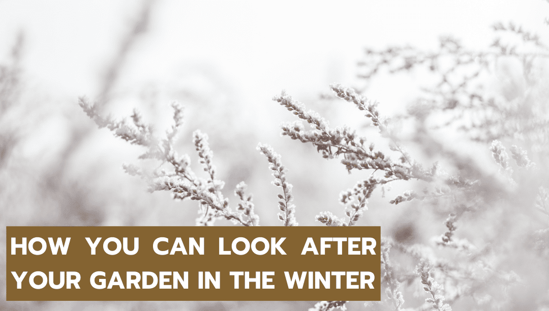 WINTER GARDENING